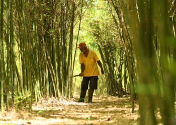 RADZI Din membersihkan kawasan kebun buluh madu miliknya sebagai persiapan menanti musim rebung tersebut pada Mei hingga September di Kampung Nesam, Bintong, Perlis. – UTUSAN/IZLIZAN OTHMAN