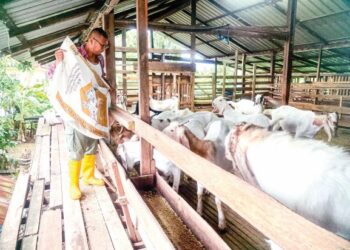 HUSMIZAR Hussain memberi dedak soya putih yang harganya kini mencecah RM70 bagi setiap 50 kilogram kepada kambingnya di Arau, Perlis, semalam. – UTUSAN/ MOHD. HAFIZ ABD. MUTALIB