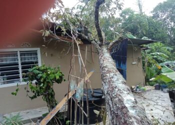 SEBATANG pokok menghempap sebuah rumah di Felda Jengka 7 dalam kejadian ribut di Maran, Pahang.