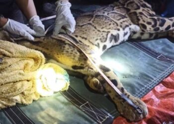 HARIMAU akar yang ditangkap anggota Perhilitan menggunakan ubat pelali di Kampung Sentang di Lipis, Pahang. - IHSAN IPD LIPIS