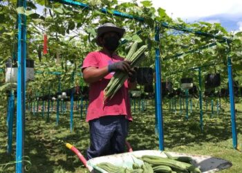 NAZRI Ismail memetik buah petola yang ditanam di kebun belakang rumahnya di Taman Agropolitan Rantau Manis, Gua Musang, Kelantan. - UTUSAN/AIMUNI TUAN LAH
