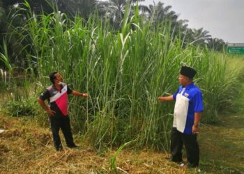 MOHD. Shakran Shamsudin (kiri) dan Abdul Razak memantau rumput napier yang ditanam sekitar tepi jalan menghala ke Lebuhraya SKVE di Teluk Panglima Garang, Kuala Langat, Selangor semalam. – FOTO/ABDUL RAZAK IDRIS