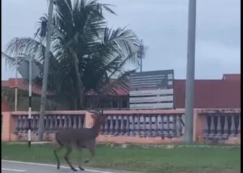 TANGKAP layar yang memaparkan kehadiran seekor rusa berkeliaran di Jerantut, Pahang baru-baru ini.