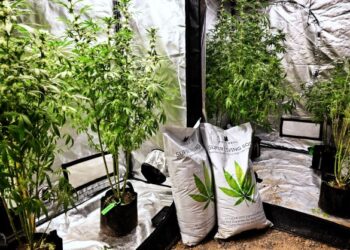 SEJUMLAH pokok ganja dipamerkan kepada umum selepas Thailand 'menghalalkan' dadah tersebut sebagai tanaman komersial. - AFP