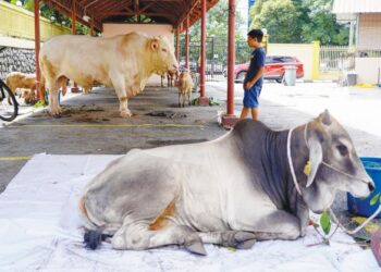 Aliff Shah Aidil Ahmad Syakamil melihat lembu baka Charolais Timor yang akan disembelih untuk ibadah korban di Masjid Al-Ikhlasiah, Pantai Dalam, Kuala Lumpur, semalam. – UTUSAN/FARIZ RUSADIO