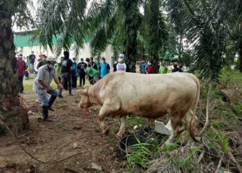 LEMBU baka Charolis  seberat hampir 800 kilogram pada program korban Pas Bagan Serai hari ini. - UTUSAN/WAT KAMAL ABAS