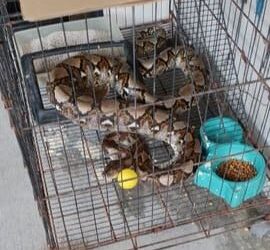SEEKOR ular sawa ditemukan dalam sangkar kucing di sebuah rumah di Taman Damai Daya, Skudai, Johor Bahru, pagi ini.