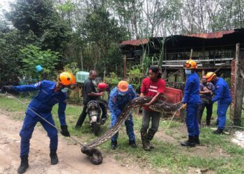 ANGGOTA APM Daerah Mualim menangkap ular sawa seberat 70kg yang menelan seekor kambing di Behrang Stesen dekat Tanjung Malim, Perak,  semalam. -IHSAN APM