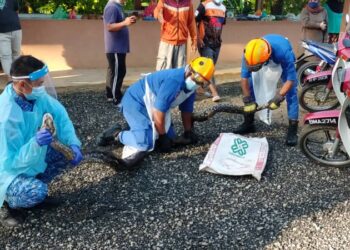 ANGGOTA APM menangkap seekor ular sawa yang dijumpai di bawah meja konkrit di Pasar Awam FELDS Sungai Behrang, Tanjung Malim, Perak, hari ini. - IHSAN APM