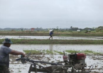 SERORANG pesawah, Yahya Ahmad, 47, memikul benih padi untuk ditabur di sawah miliknya di Kampung Alor Setol, Langgar, Alor Setar. UTUSAN/MUHAMMAD  SHAHIR NOORDIN