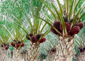 Klon baharu sawit yang dihasilkan Lembaga Minyak Sawit Malaysia bakal meningkatkan produktiviti komoditi itu, seterusnya membantu meningkatkan pendapatan penanam. – GAMBAR HIASAN