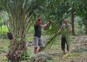 KERAJAAN digesa menyediakan dana khas bagi membantu pengusaha kelapa sawit yang layak.