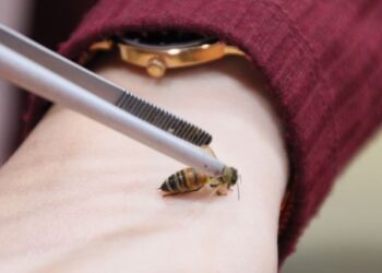 KAEDAH Apitherapy mampu membantu mengubati penyakit kronik dengan hanya menggunakan sengat lebah.
