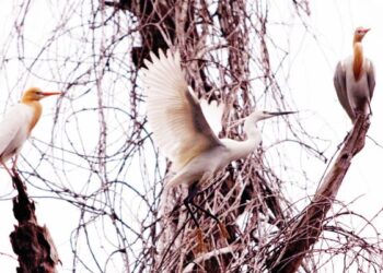 Subjek burung di tengah menjadi titik fokus utama mata melihat dan kedua-dua burung di kiri dan kanan menjadi subjek sokongan kepada gambar dalam komposisi ini.