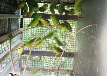 SEBAHAGIAN burung bayan yang ditemui di sebuah premis di Kota Tinggi, Johor, baru-baru ini. – FOTO/IHSAN PERHILITAN