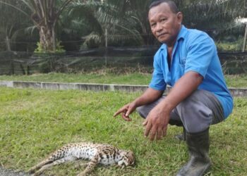 SHAARI Idris menunjukkan keadaan kucing batu yang ditemui mati di percayai dilanggar kenderaan di Jalan Bongek-Gadong menghala ke Gunung Datuk, Rembau petang semalam.-UTUSAN/NOR AINNA HAMZAH.