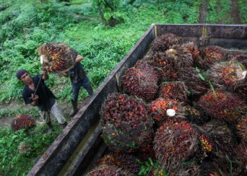 PEKEBUN mengutip kelapa sawit di ladang penanaman Namorambe di Deli Serdang, Sumatera Utara.-AFP