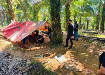 ANTARA 12 lelaki yang ditahan kerana terlibat dalam penagihan dadah di ladang kelapa sawit di Ketengah Jaya di Dungun, Terengganu,  hari ini.