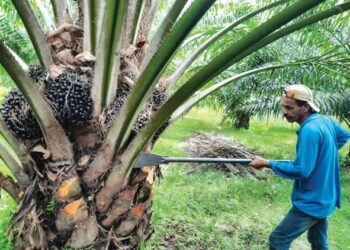 JOHARI Seman mengusahakan tanaman kelapa sawit di Kampung Jelutung, Kuala Nerang, Padang Terap, Kedah.  - UTUSAN/MOHD. RIFAAT ABD. HAMID