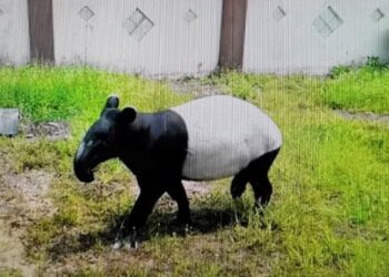 TAPIR Malaya betina seberat 300 kilogram yang diselamatkan oleh Perhilitan selepas haiwan berkenaan masuk ke dalam perangkap di Felda Pasoh 2, Jelebu, Negeri Sembilan, pada 18 Julai lepas.