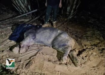 Tapir Malaya yang cedera sebelum diselamatkan Perhilitan di Felda Chemomoi, Pahang. – Foto ihsan Perhilitan