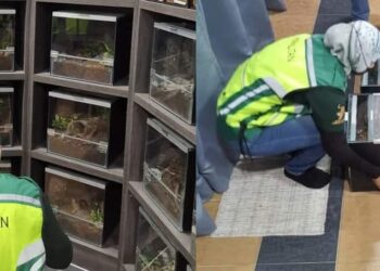 PERHILITAN Negeri Sembilan merampas 12 ekor Tarantula pelbagai spesies dalam satu pemeriksaan penguatkuasaan yang dijalankan di sebuah premis yang terletak di Seremban pada 6 Oktober lalu.