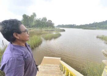 PEMULIHAN dan pemuliharaan perlu terus dilakukan bagi memastikan kawasan Tasik Chini yang dahulunya ditumbuhi pokok Teratai kembali pulih. - UTUSAN/SHAIKH AHMAD RAZIF