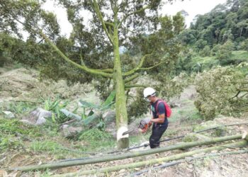 AKTIVITI penebangan pokok durian di Hutan Simpan Batu Talam di Raub, Pahang.