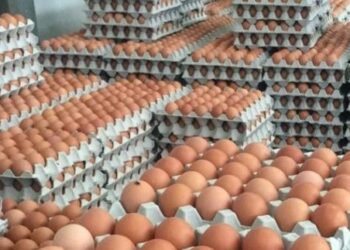 PENGGUNA dinasihatkan supaya memastikan telur yang dibeli adalah bersih