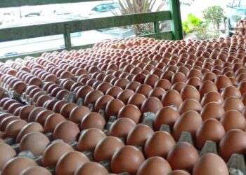 AGENSI Makanan Singapura (SFA) dilaporkan mengarahkan telur yang diimport dari sebuah ladang di Malaysia ditarik balik selepas mengesan SE dalam produk terbabit. - GAMBAR HIASAN