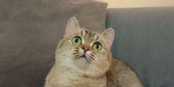 KUTU boleh hidup selama satu ke dua minggu di tempat lepak kucing walaupun tanpa ada hos.