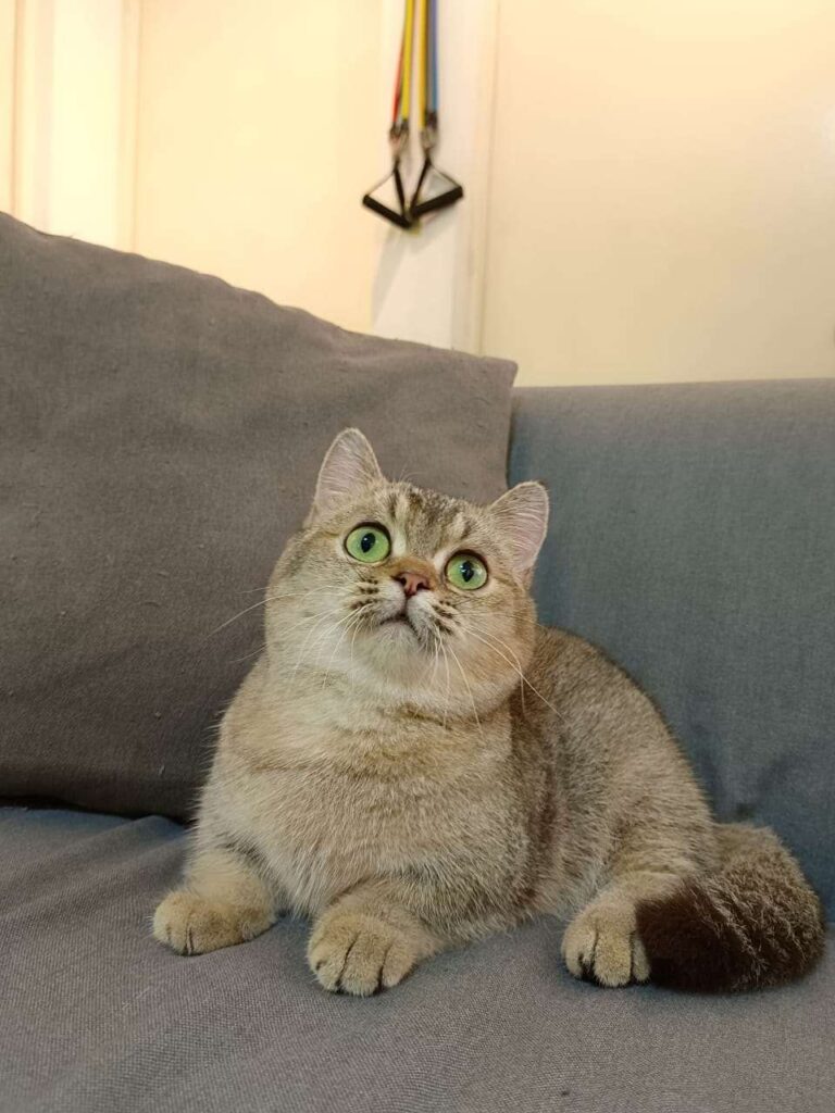 Jangkitan kutu akibatkan kucing stres