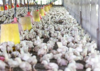 INDUSTRI  ternakan ayam memerlukan  agensi kawal selia supaya dapat dilindungi  . GAMBAR HIASAN