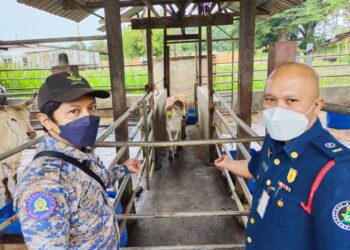 DUA ekor haiwan ternakan yang ditangkap oleh Majlis Daerah Rembau (MDR) dilelong kepada orang ramai di Kendong Farm, Rembau, Negeri Sembilan,  pagi tadi.-UTUSAN/NOR AINNA HAMZAH