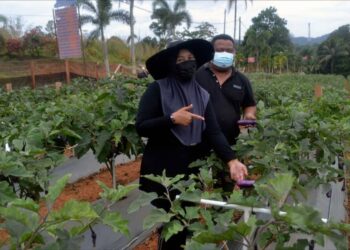 MUHAMMAD Rozi Ismail dan Haslina Md. Jalil di kawasan tanaman terung di Felda Kota Gelanggi Dua, Jerantut, Pahang.  – UTUSAN/HARIS FADILAH AHMAD