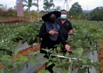MUHAMMAD Rozi dan Haslina Md. Jalil menunjukkan hasil
tanaman terung mereka di kebun seluas 0.4 hektar di Felda Kota Gelanggi Dua, Jerantut, Pahang -UTUSAN/
HARIS FADILAH AHMAD