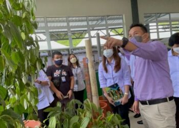 WILLIE Mongin menunjukkan tanaman lada yang menggunakan tiang sokongan alternatif selepas Majlis Pelancaran Produk Hasil R&D: Manual Tiang Sokongan Lada & Manual Varieti Lada di Padawan, Kuching, Sarawak.