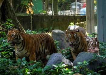 Kerajaan merangka enam pendekatan dalam strategi mengelak Harimau Malaya daripada pupus. - UTUSAN/MUHAMAD IQBAL ROSLI