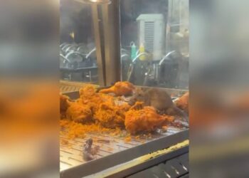 TANGKAP layar video tular seekor tikus sedang menjamah ayam goreng.