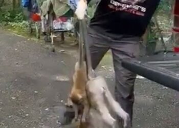 TANGKAP layar video tular menunjukkan seorang lelaki dipercayai penduduk merakam pekerja Perhilitan menangkap monyet di Batu Caves, Gombak.