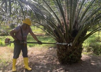 TDM menawarkan 800 kekosongan buat pekerja tempatan di kesemua 13 ladang miliknya di Terengganu.