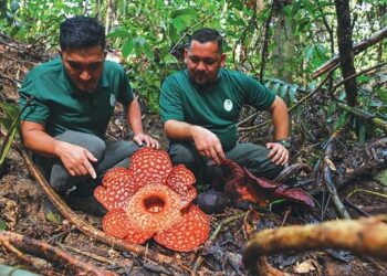 DUA kakitangan Jabatan Perhutanan Negeri Terengganu menunjukkan salah satu bunga pakma yang terdapat di Hutan Simpan Tembat, Hulu Terengganu, semalam. – FOTO/PUQTRA HAIRRY ROSLI