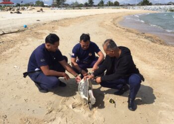 KAKITANGAN Jabatan Perikanan Negeri memeriksa bangkai tuntung laut yang ditemukan mati terdampar di Pantai Seberang Takir, Kuala Nerus, Terengganu, hari ini. - UTUSAN/ TENGKU DANISH BAHRI TENGKU YUSOFF