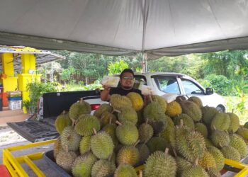 MUHAMMAD Nazri Abdullah menunjukkan durian kampung yang dijualnya ketika ditemui di Kati, Kuala Kangsar semalam. -UTUSAN/MOHAMAD HAFIZI MOHD SAID