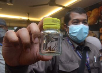 SALAH seorang Pegawai Kesihatan Persekitaran Jabatan Perlesenan MBPP menunjukkan lipas yang ditemukan dalam operasi di premis-premis makanan sekitar Georgetown, Pulau Pinang hari ini.