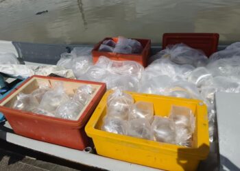 BUNGKUSAN plastik lutsinar yang disyaki mengandungi benih udang dirampas oleh Maritim Malaysia menerusi penahanan sebuah bot fiber pada kedudukan lebih kurang 1.1 batu nautika dari barat pesisir pantai Kurung Tengar, Kuala Perlis, Perlis, semalam.