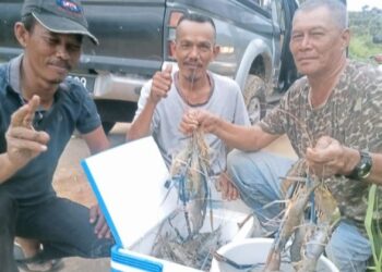 PEMANCING menunjukkan hasil udang galah yang berjaya diperoleh selepas turun memancing antara dua hingga tiga hari, baru-baru ini.
