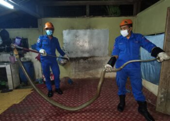 ANGGOTA APM menunjukkan seekor ular tedung selar yang ditangkap di  sebuah rumah di Kampung Teluk  Merubi, Kupang, Baling, Kedah, semalam.
