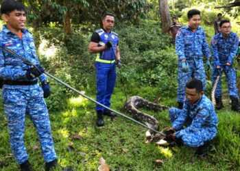 ANGGOTA APM menangkap seekor ular sawa  di Kampung Tapah, Hulu Terengganu, hari ini.