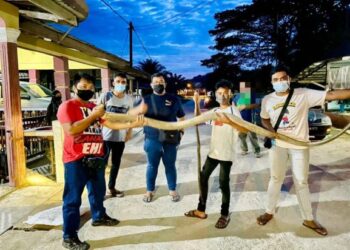 MOHD. Hamdan (kiri) bersama penduduk menunjukkan ular tedung selar yang berjaya ditangkapnya di Kampung Kuala Pertang, Kuala Krai, Kelantan, semalam. - Foto Ihsan Hamdan